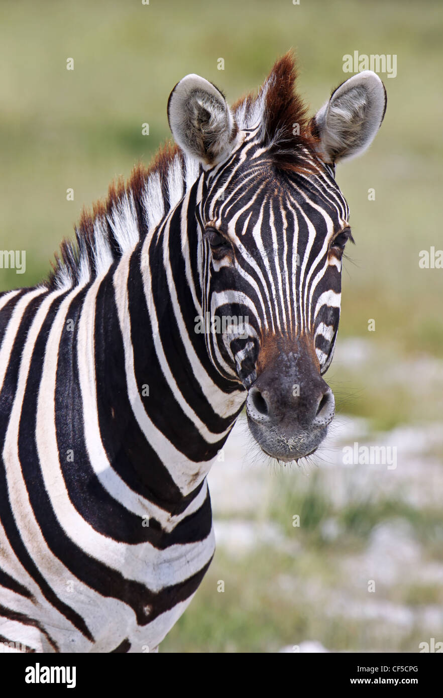 Le pianure zebra, Africa, animale, Equus quagga Foto Stock Le pianure zebra, Africa, animale, Equus quagga Foto Stock