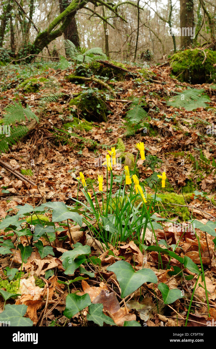 Narcissus cyclamineus sul suolo della foresta Foto Stock
