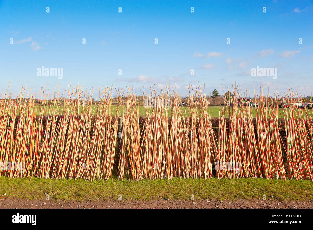 Withies, flessibile willow steli usato tipicamente per lattoneria, essiccazione al sole. Foto Stock