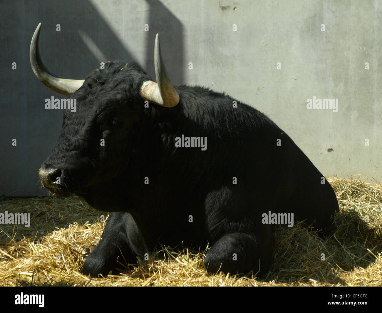 Tori selvaggi a San Fermín Pamplona Foto Stock