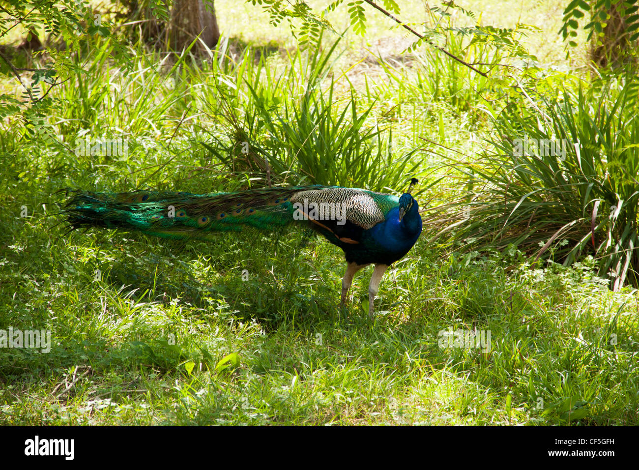 Peacock rovistando per alimenti Foto Stock