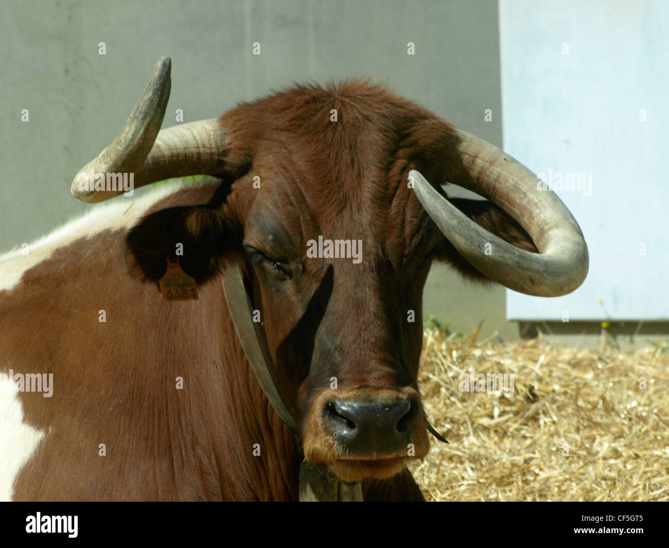 Tori selvaggi a San Fermín Pamplona Foto Stock