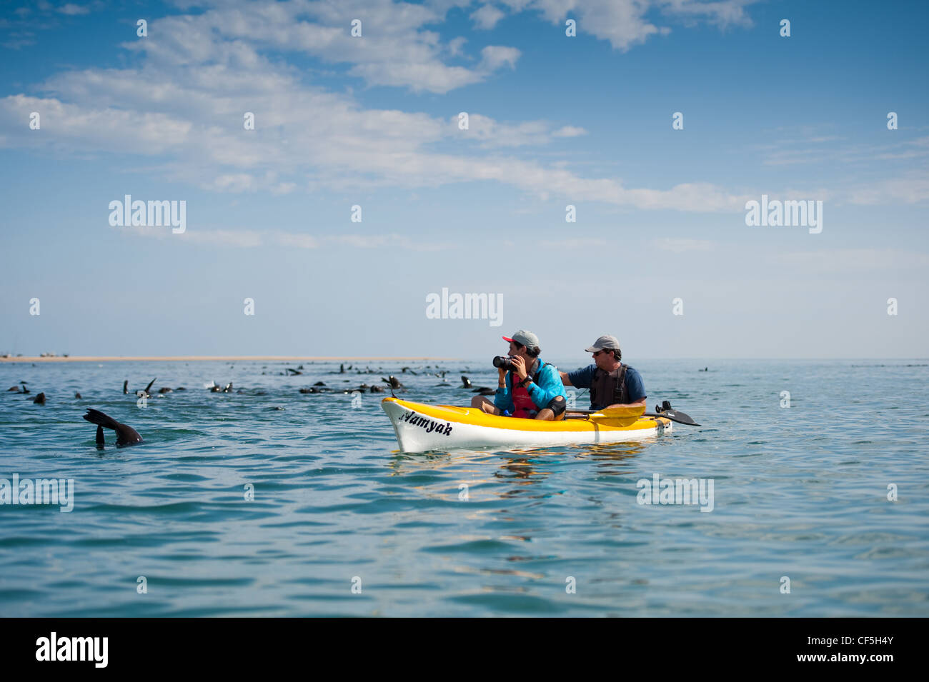 Fare kayak in Walvis Bay Lagoon, Namibia. Circondati da guarnizioni curioso schizzi e nuoto intorno a noi. Foto Stock