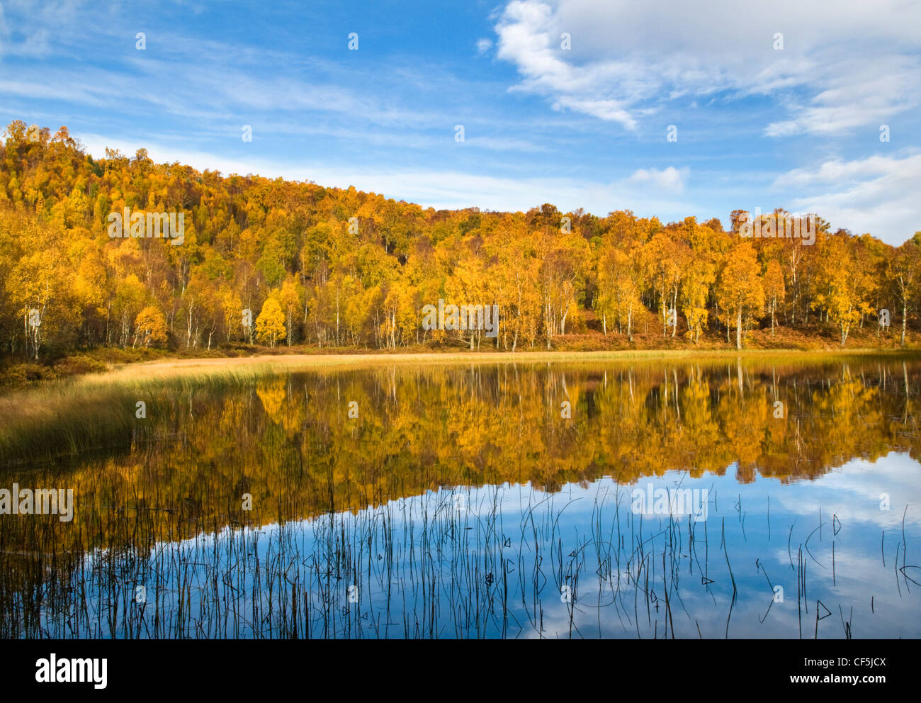 Colori autunnali da una foresta si riflette in una loch nel Parco Nazionale di Cairngorms. Foto Stock