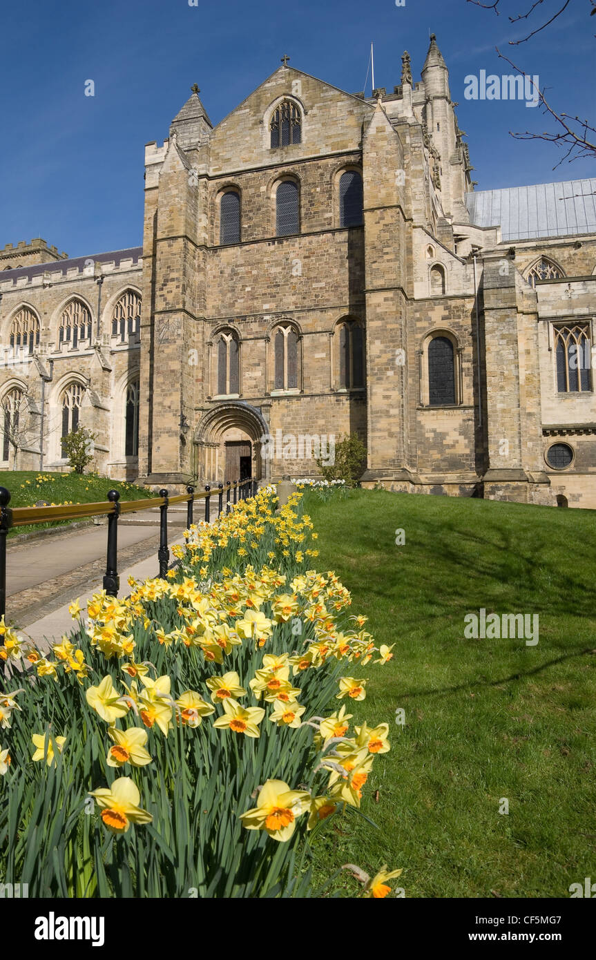 Un percorso che porta oltre narcisi all'entrata nel transetto sud della cattedrale di Ripon. Foto Stock