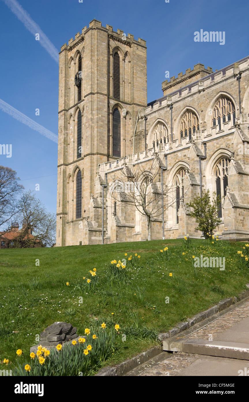 I narcisi in fiore al di fuori nella cattedrale di Ripon visto dal transetto Sud. Foto Stock