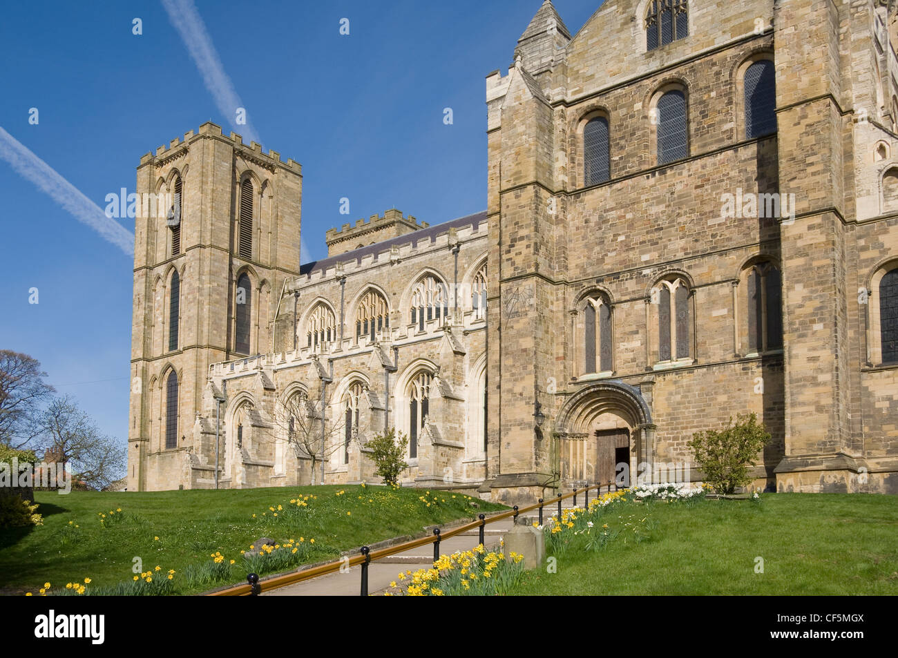 Un percorso che porta oltre narcisi all'entrata nel transetto sud della cattedrale di Ripon. Foto Stock