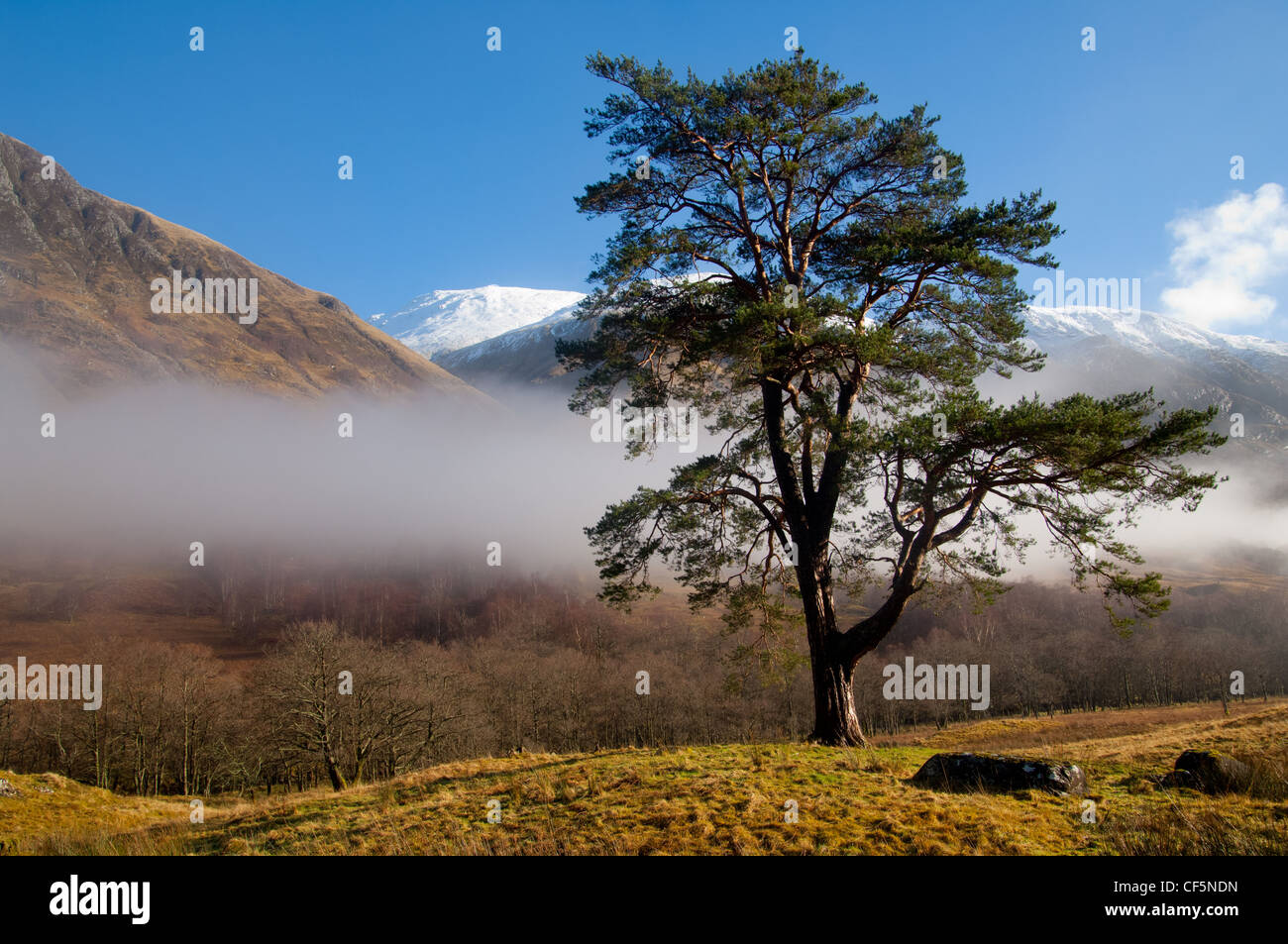 Pino silvestre alberi in Glen Nevis con nebbia in ritirata Foto Stock