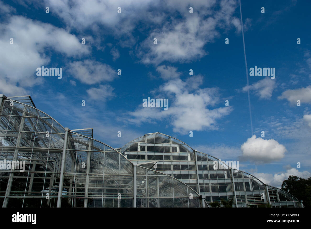 Il nuovo world-class glasshouse ad RHS Wisley. La Glasshouse ha tre zone climatiche, ricreando, tropicale umido e temperato Foto Stock