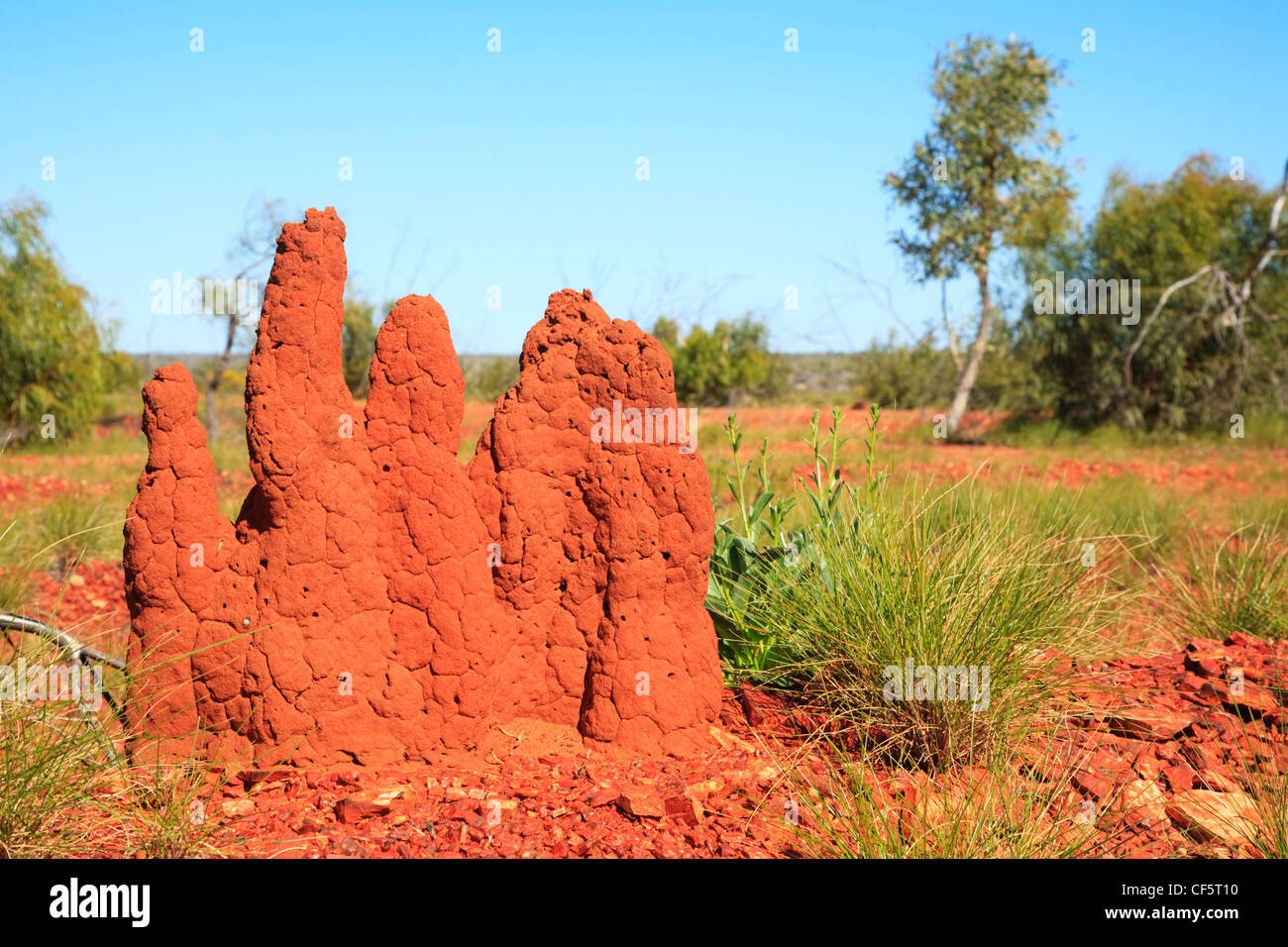 Multi turrito termite mound in outback Australia Occidentale. Foto Stock
