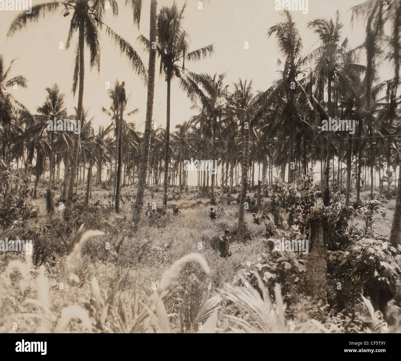 US Marine Corps WWII Pacific Campagna: Membri del settimo Marines spingendo in avanti dopo lo sbarco. Guadalcanal 29 Agosto 1944 Foto Stock