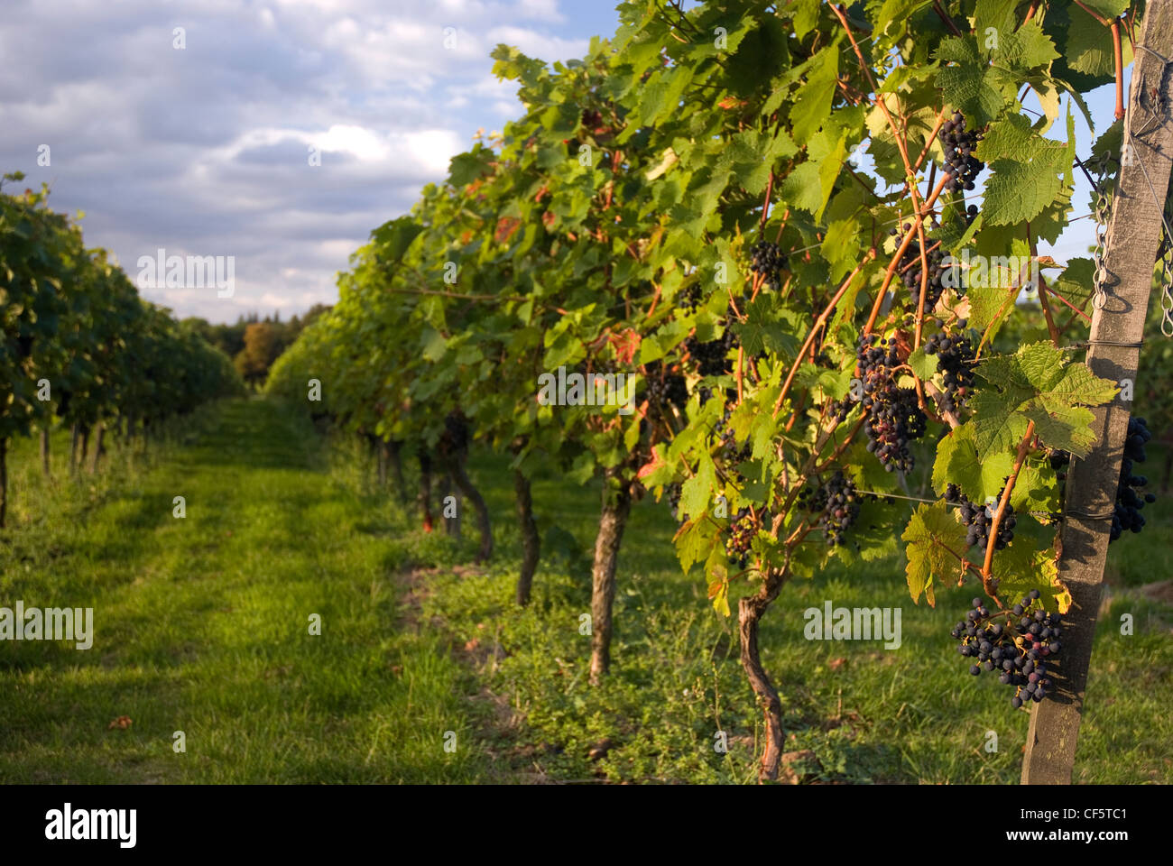 L'uva Merlot crescendo al Denbies vigna. Foto Stock