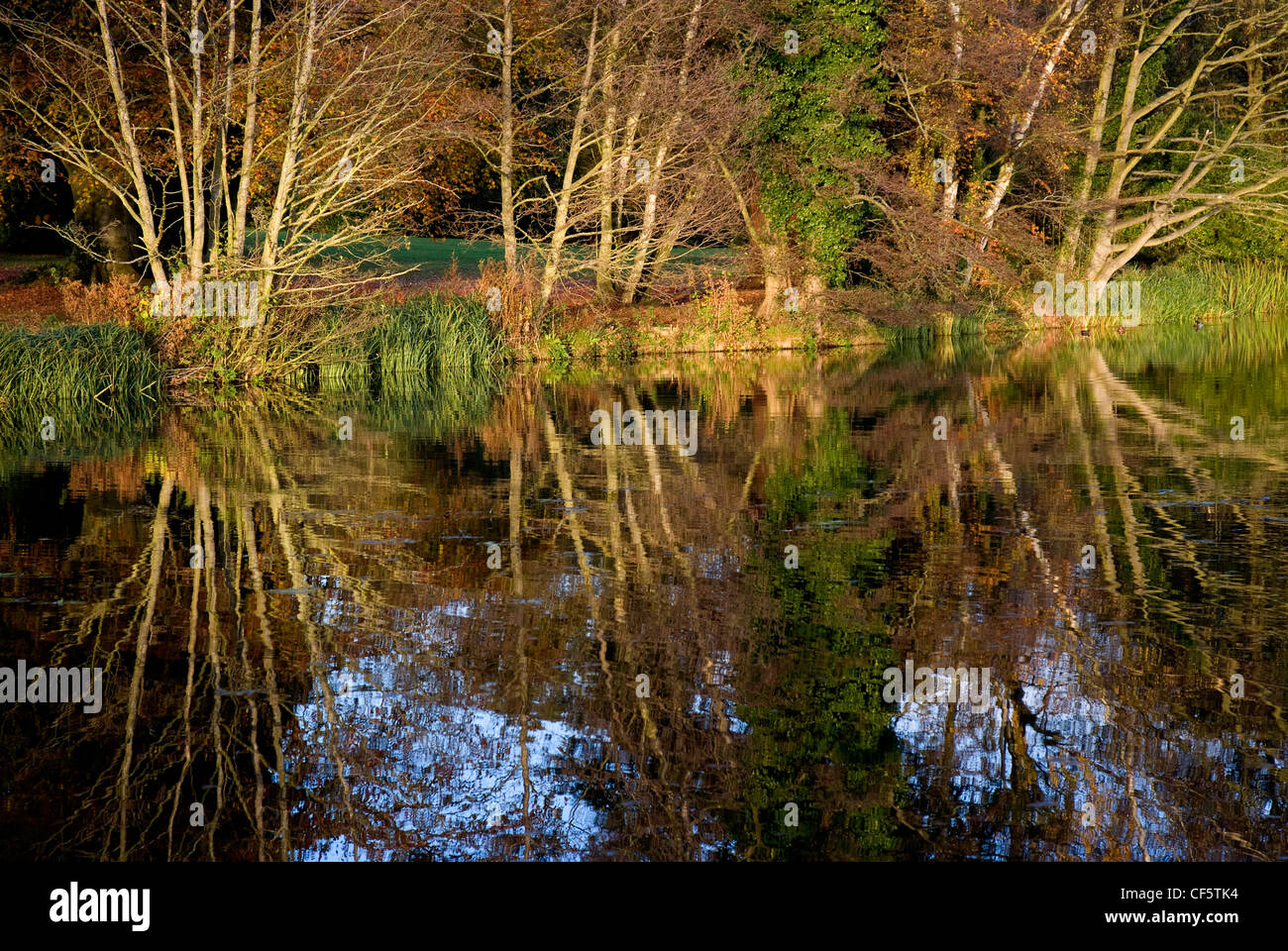 Alberi su un argine riflessa nel fiume Wey dalla Abbazia di Waverley. Foto Stock