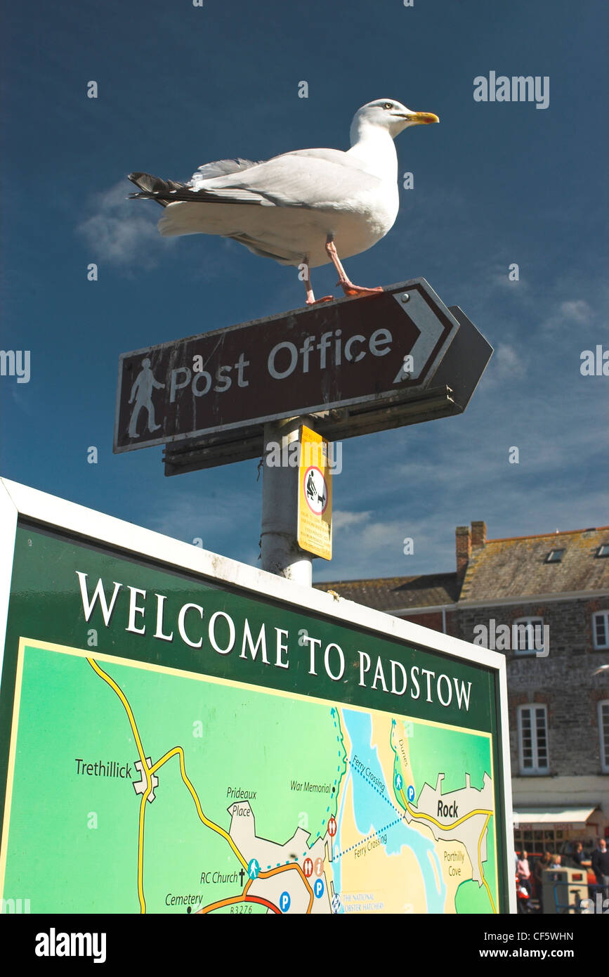 Benvenuto a Padstow segno con un gabbiano appollaiato su un post office segno sopra un tourist information board. Aside da Rick Stein's Foto Stock