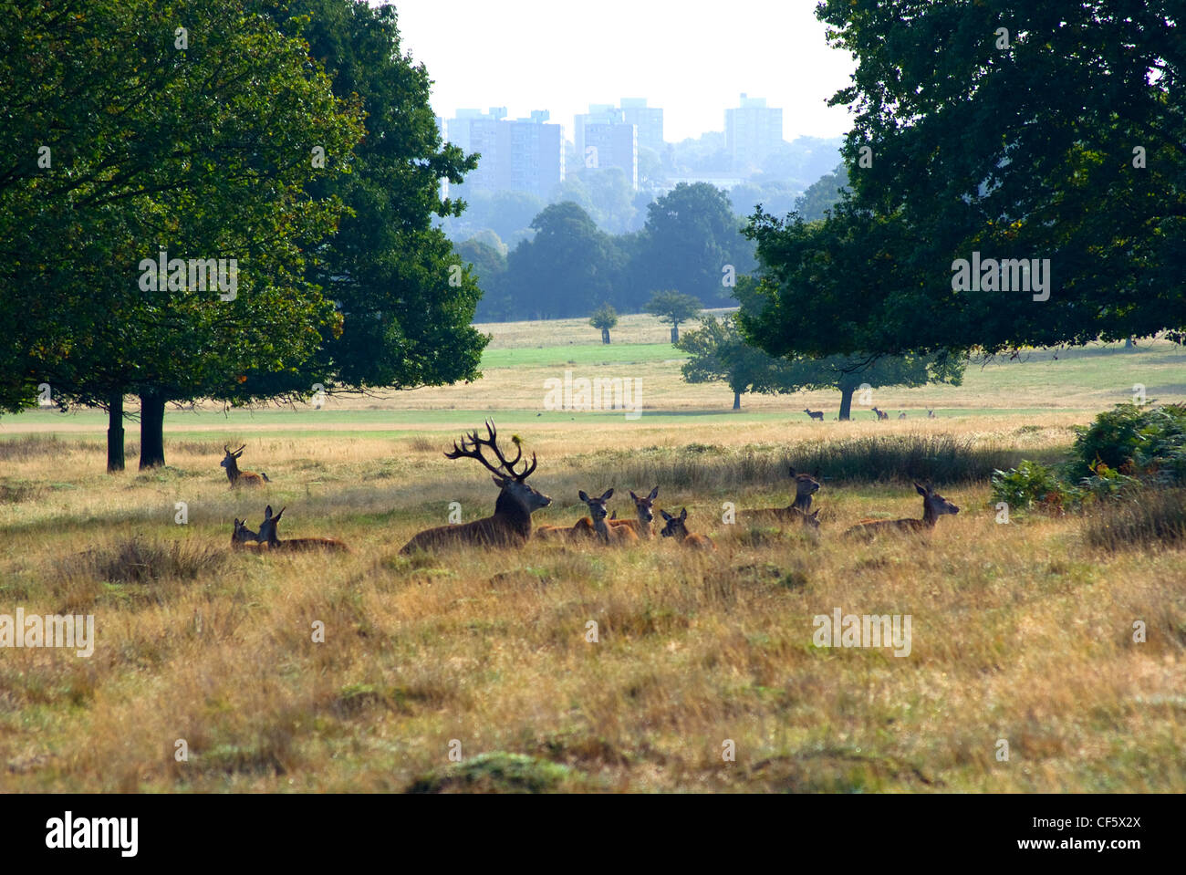 Una mandria di cervi in Richmond Park durante l'autunno solchi stagione. Il Parco di Richmond è il più grande parco reale a Londra ed è ancora Foto Stock