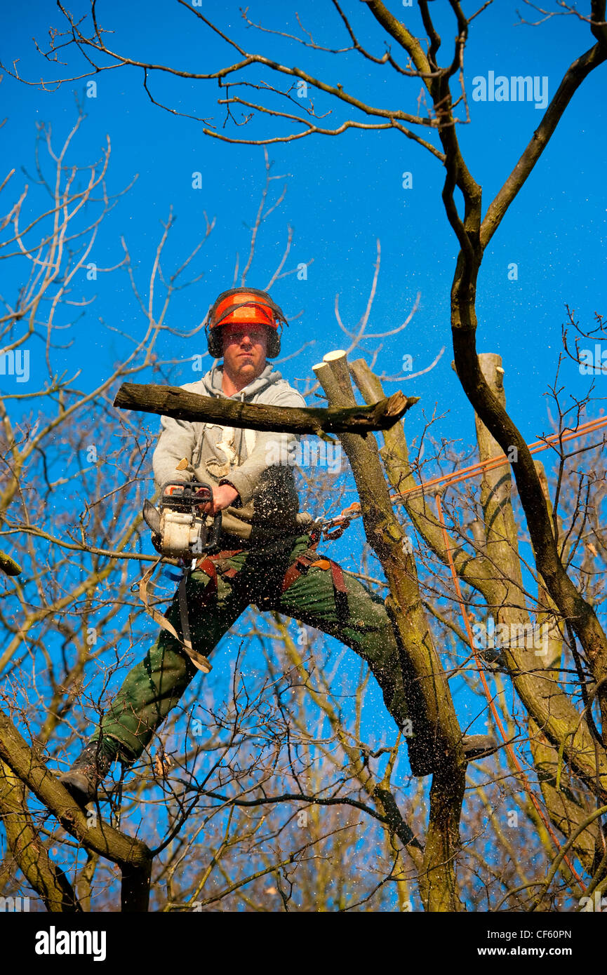 Arborist lavorando alla sommità di un albero di quercia per il suo taglio per rimuovere rami morti e generare una nuova crescita. Foto Stock