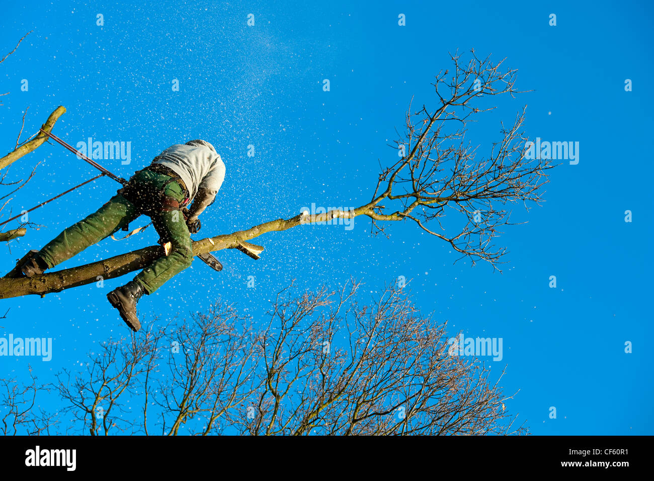 Arborist lavorando alla sommità di un albero di quercia per il suo taglio per rimuovere rami morti e generare una nuova crescita. Foto Stock