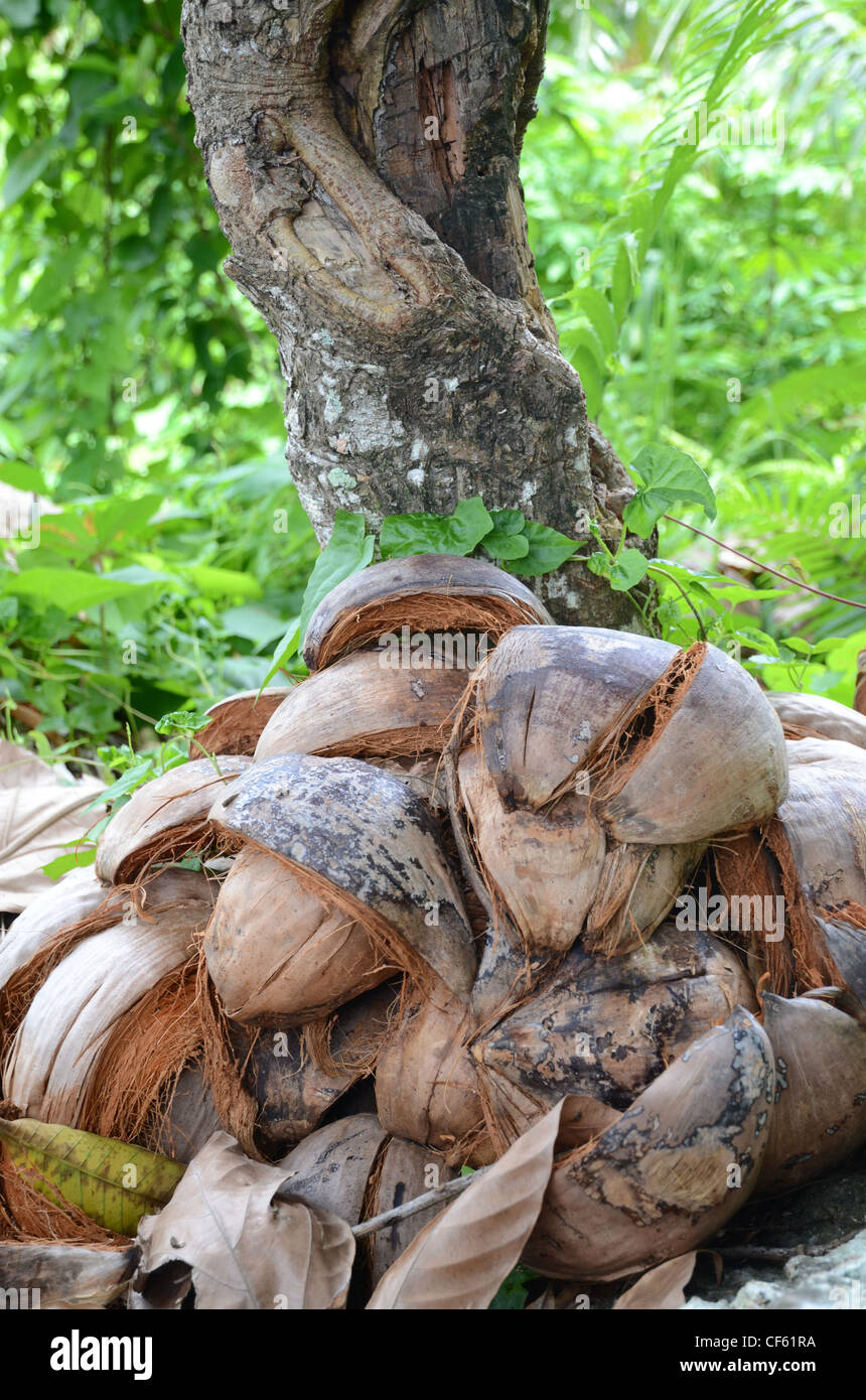 Vuoto di gusci di noce di cocco sotto un albero, Waya island, Isole Figi Foto Stock