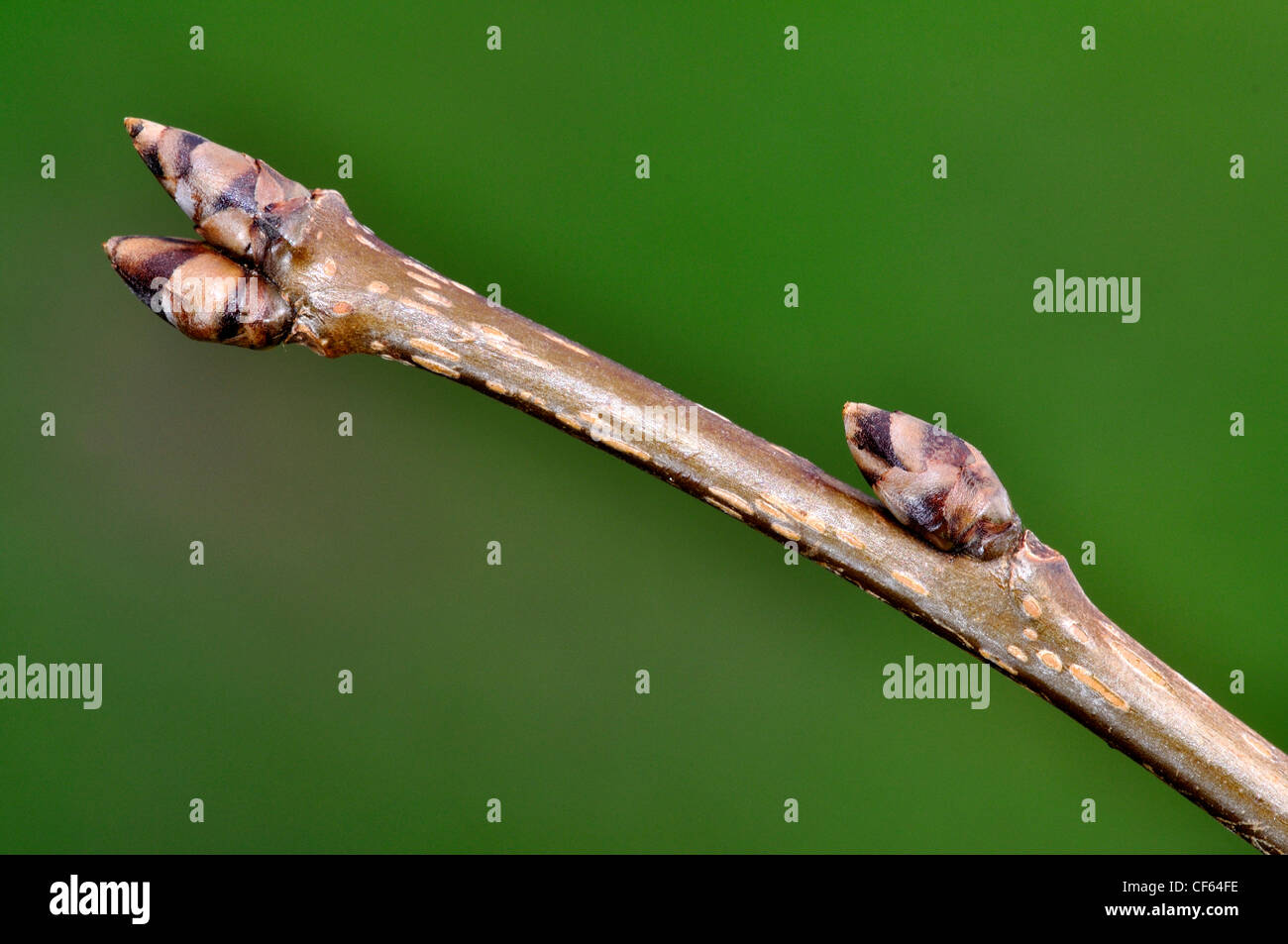 Bird cherry ramoscello che mostra il rigonfiamento gemme a metà inverno. Dorset, Regno Unito Gennaio 2012 Foto Stock