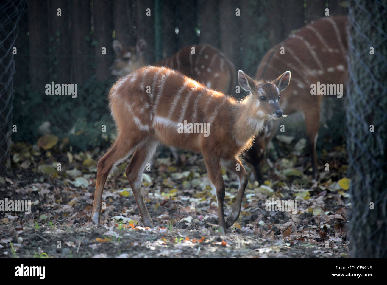 Sitatunga, Tragelaphus spekii Foto Stock