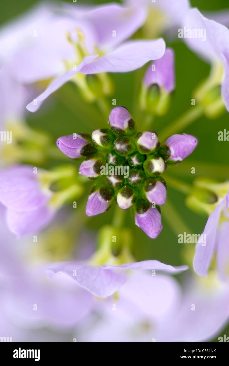 Un close-up del fiore di primavera Lady's Smock REGNO UNITO Foto Stock