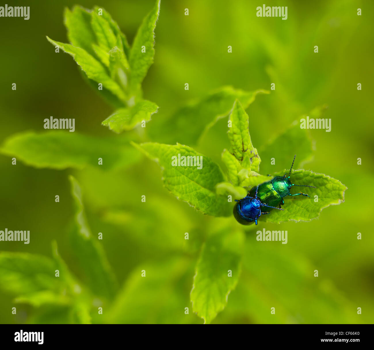 Una coppia di foglia di menta Beetle (Chrysolina herbacea) coniugata su foglie di menta. Foto Stock