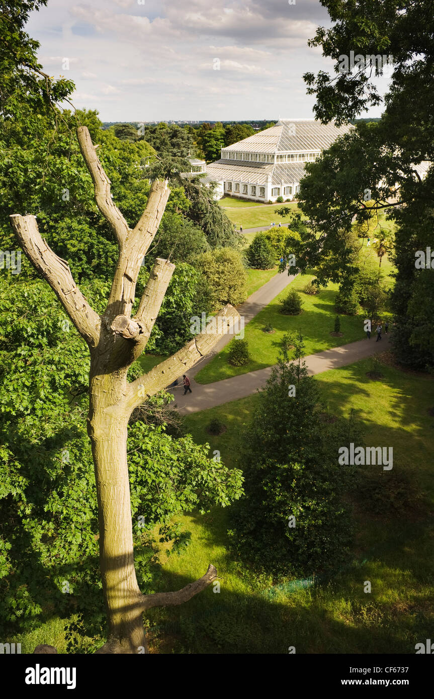 Vista della casa Temperate attraverso gli alberi dal Xstrata Treetop marciapiede in Kew Gardens. Foto Stock