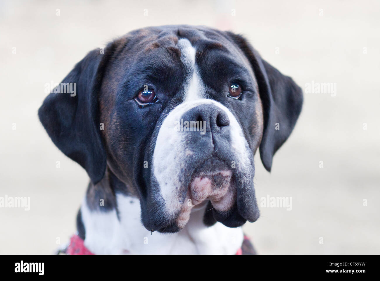 Testa di un cane Boxer Foto Stock