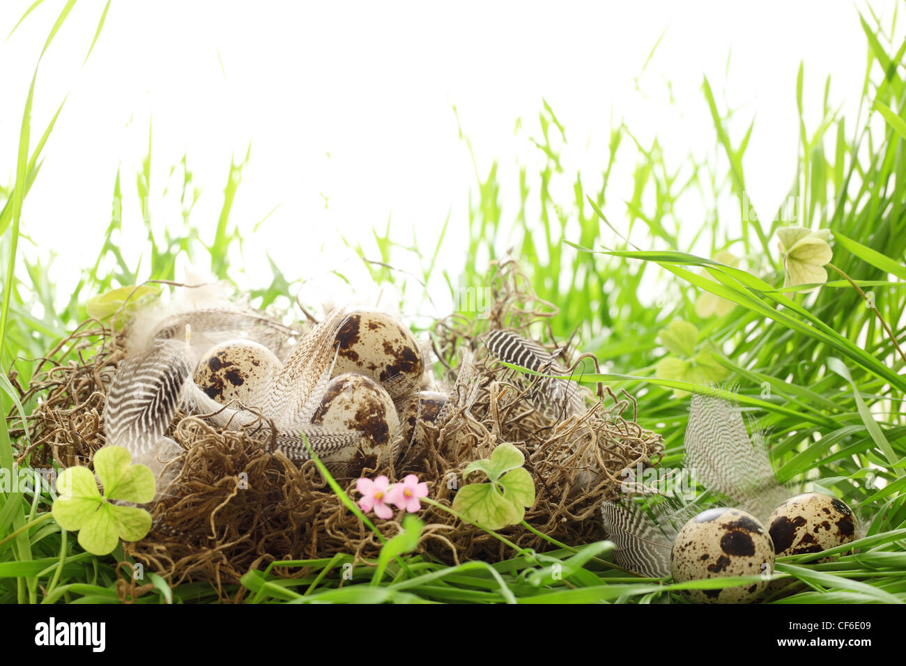 Punteggiate di uova di pasqua con nido di erba Foto Stock