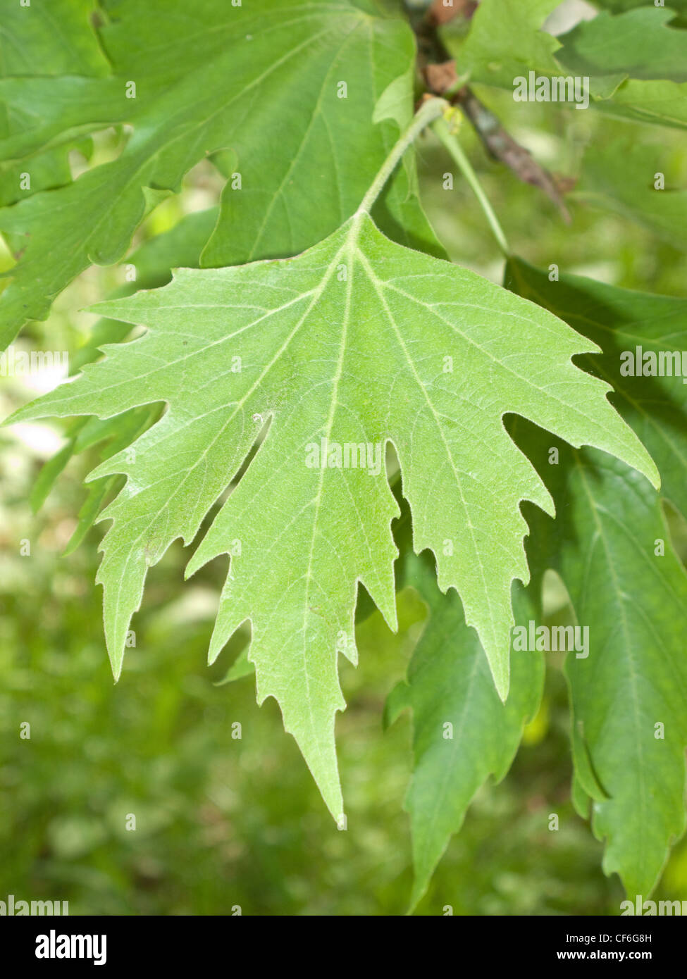Giardini dettaglio del bruscamente incise delle foglie di insolito tulip tree, Liriodendron chinense (Chinese Tulip Tree), uno dei Foto Stock