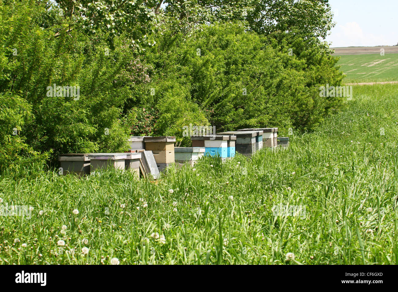 Alveari in un campo Foto Stock