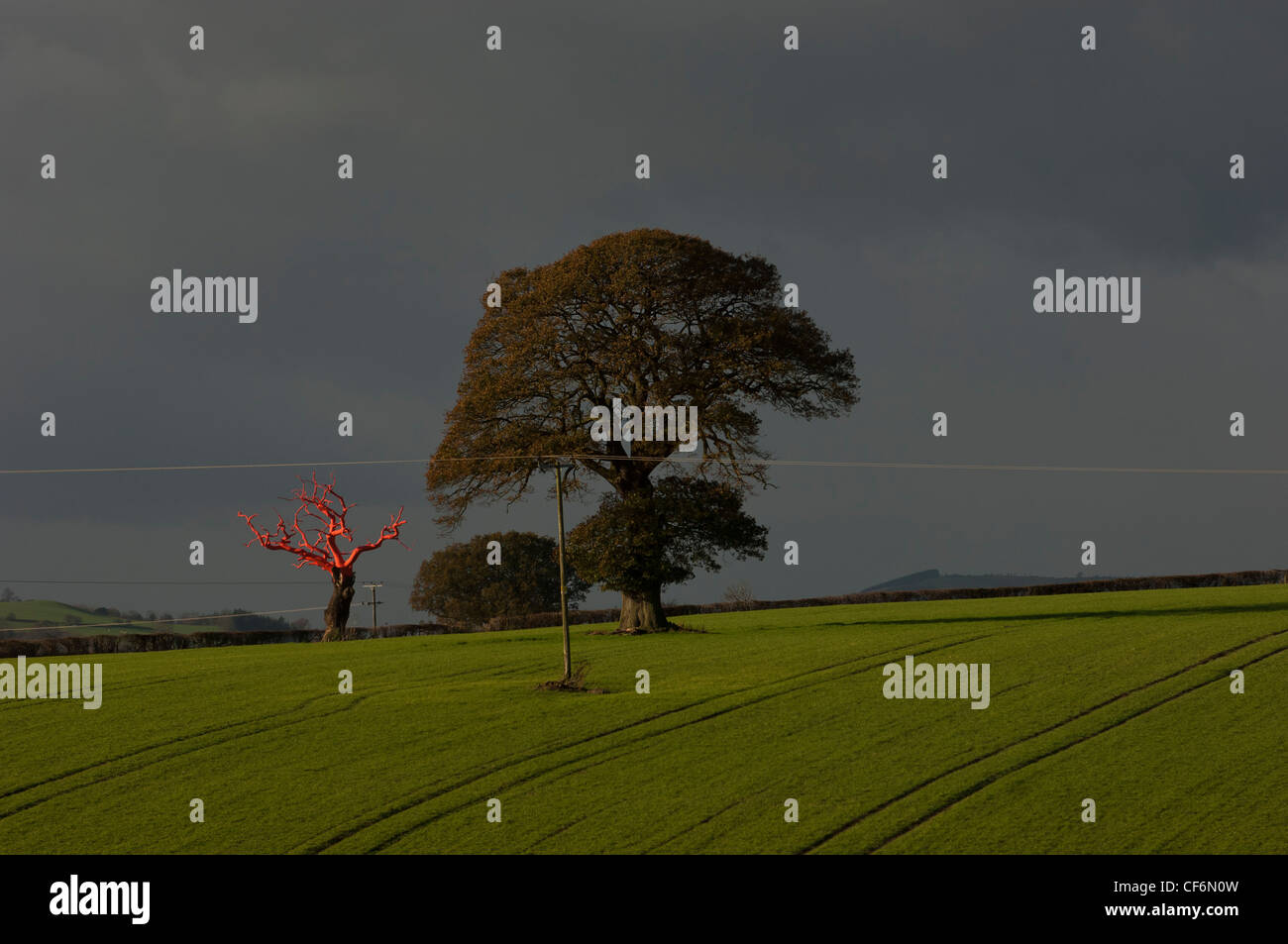 Lydham legato ad albero. Avvolto ad albero rosso per artista Phillipa Lawrence lungo il confine di Inghilterra e Galles. Foto Stock
