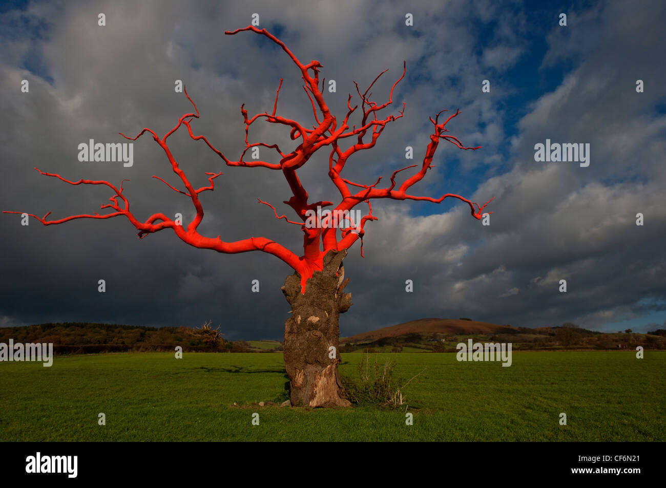 Lydham legato ad albero. Avvolto ad albero rosso per artista Phillipa Lawrence lungo il confine di Inghilterra e Galles. Foto Stock