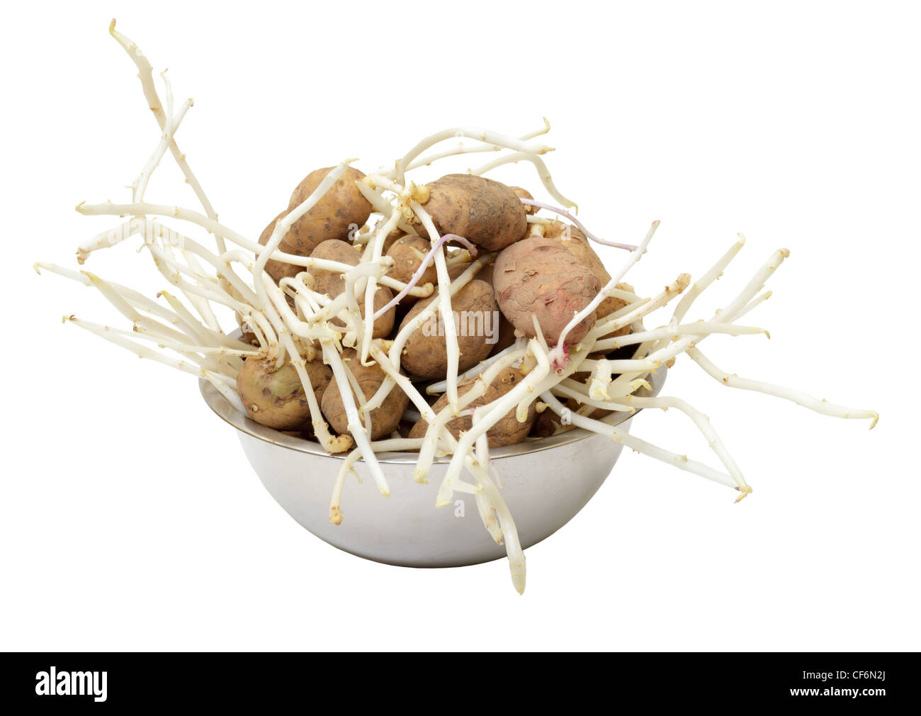 La germogliazione di patate su sfondo bianco Foto Stock