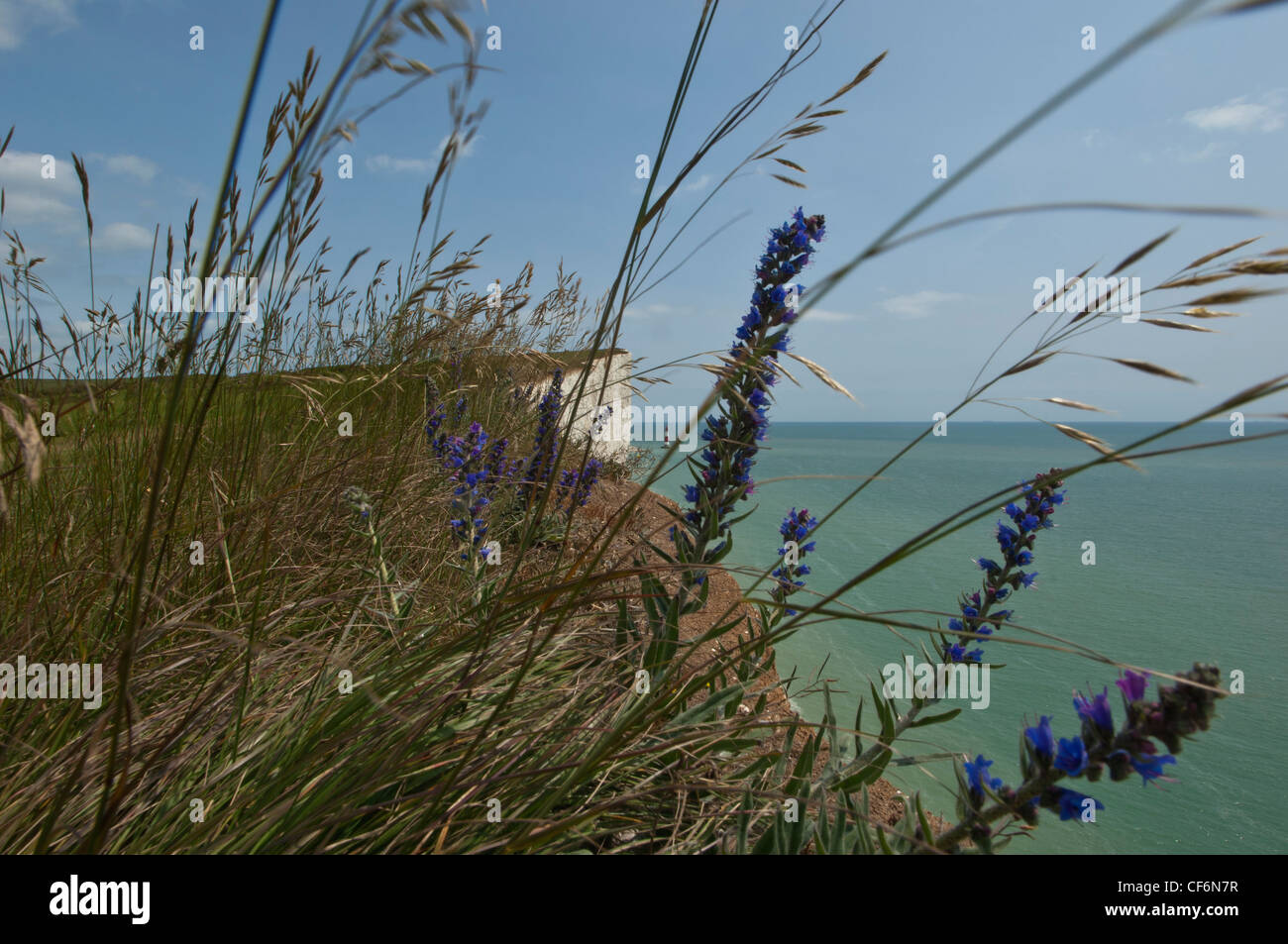 Guardando verso il Beachy Head scogliere e faro da ovest vicino Birling Gap. East Sussex England Foto Stock