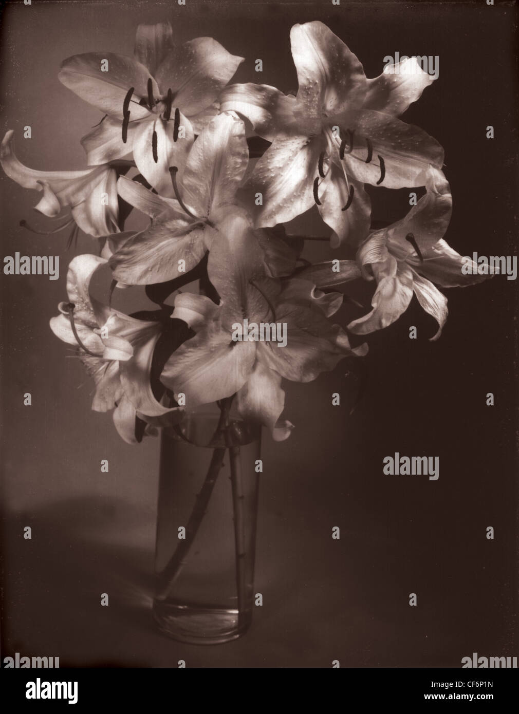 Gruppo di orientali giglio ibrido, o Casa Blanca in bianco e in nero di seppia verticale fotografia. lBooms sono posti in un vaso di vetro Foto Stock