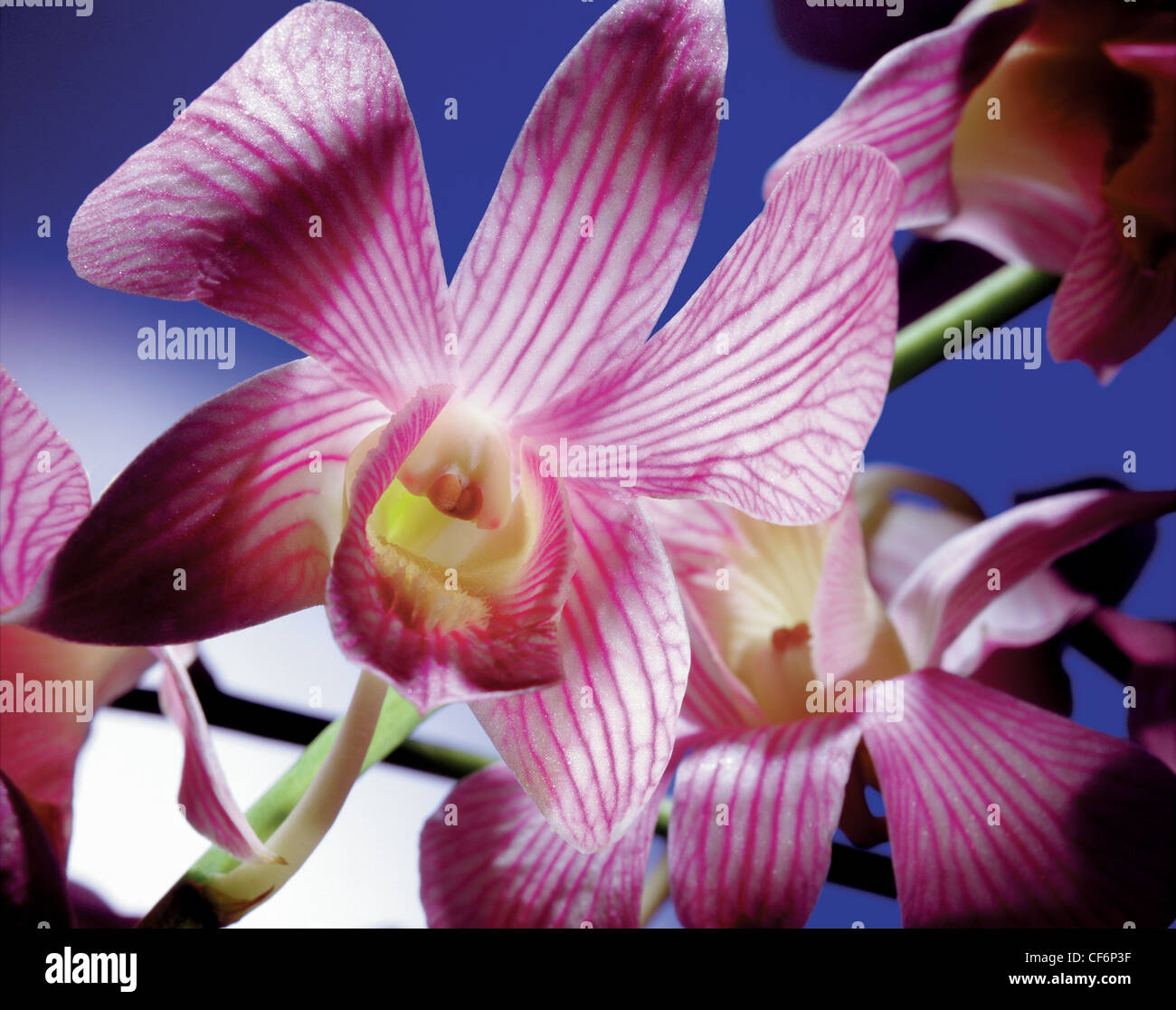 Cymbidium Orchid rosa fotografato in uno studio con ricco sfondo blu. I petali rossi luminosi si illuminano con la retroilluminazione. Una fioritura è piena di molte altre fioriture sullo sfondo. Foto Stock