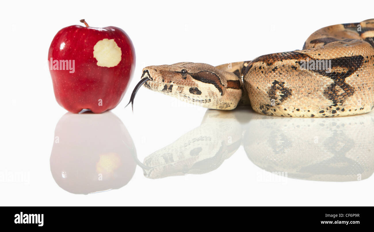 Un serpente accanto a un Apple con un boccone fuori di essa Foto Stock