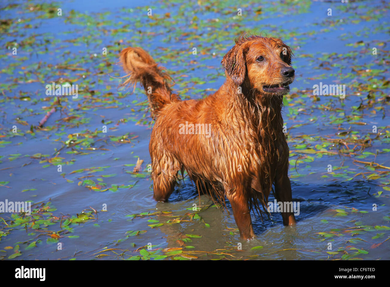 Un Golden Retriever cane in acqua; Dalles Oregon Stati Uniti d'America Foto Stock