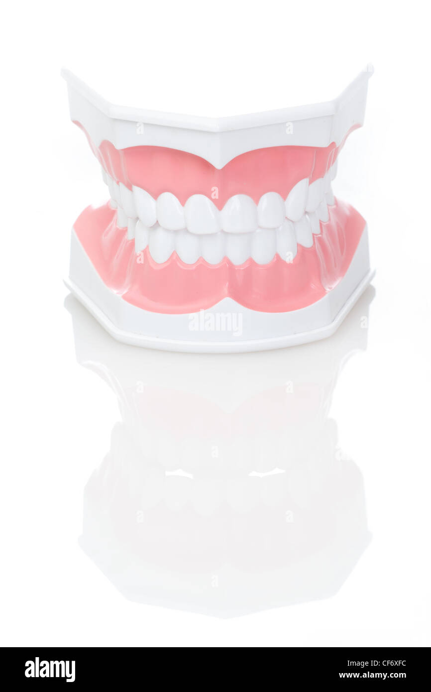 Modello dentale di denti su sfondo isolato Foto Stock