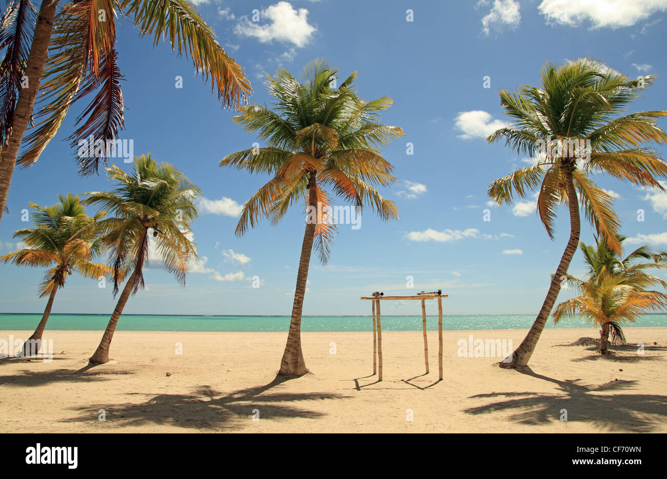 Gli alberi di cocco beach Foto Stock