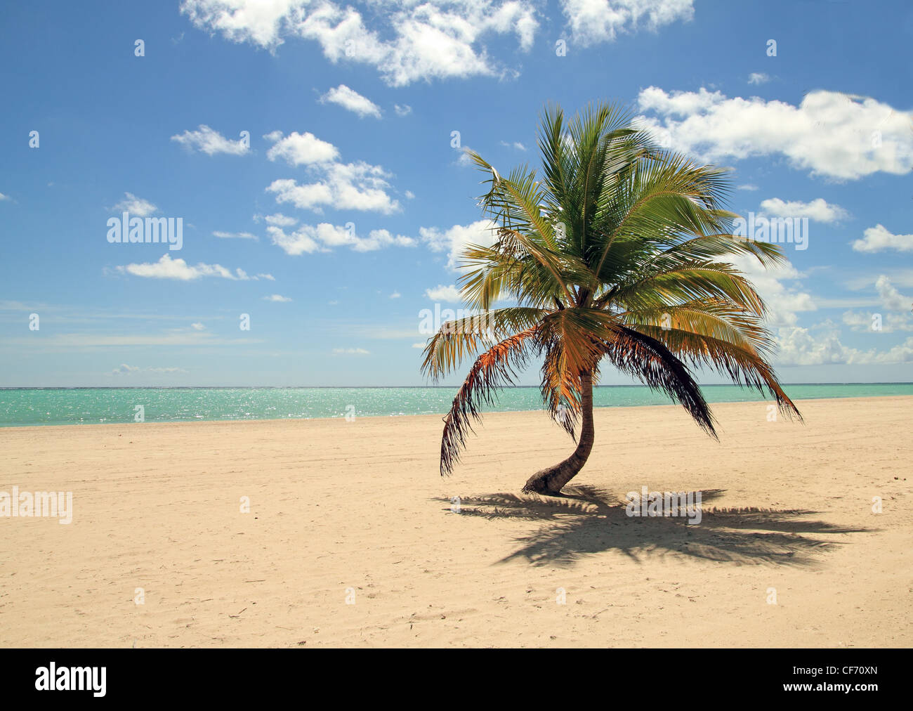 Palm tree Foto Stock