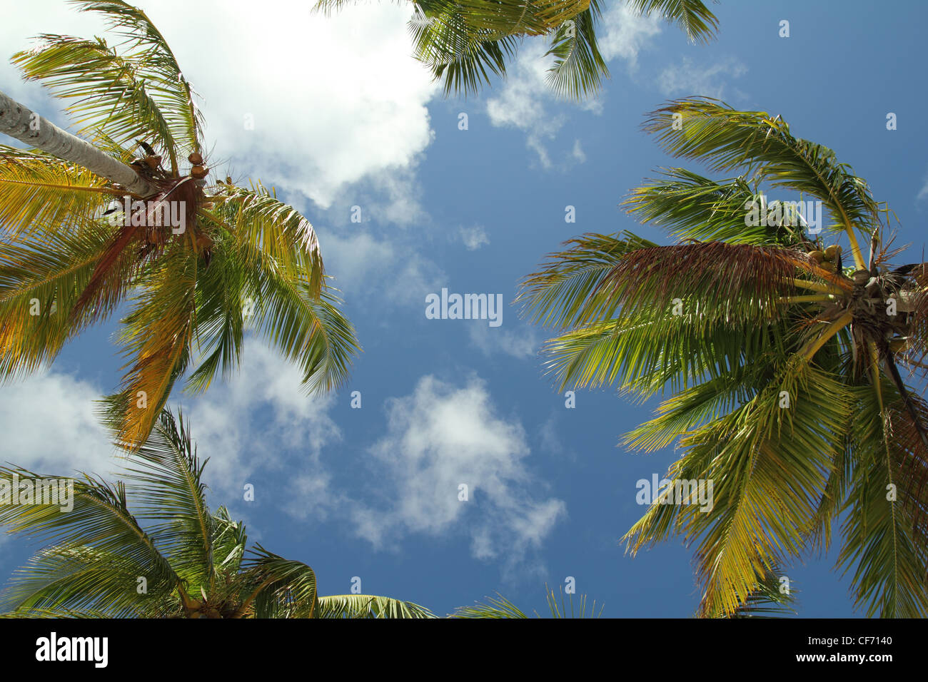 Gli alberi di cocco e cielo Foto Stock