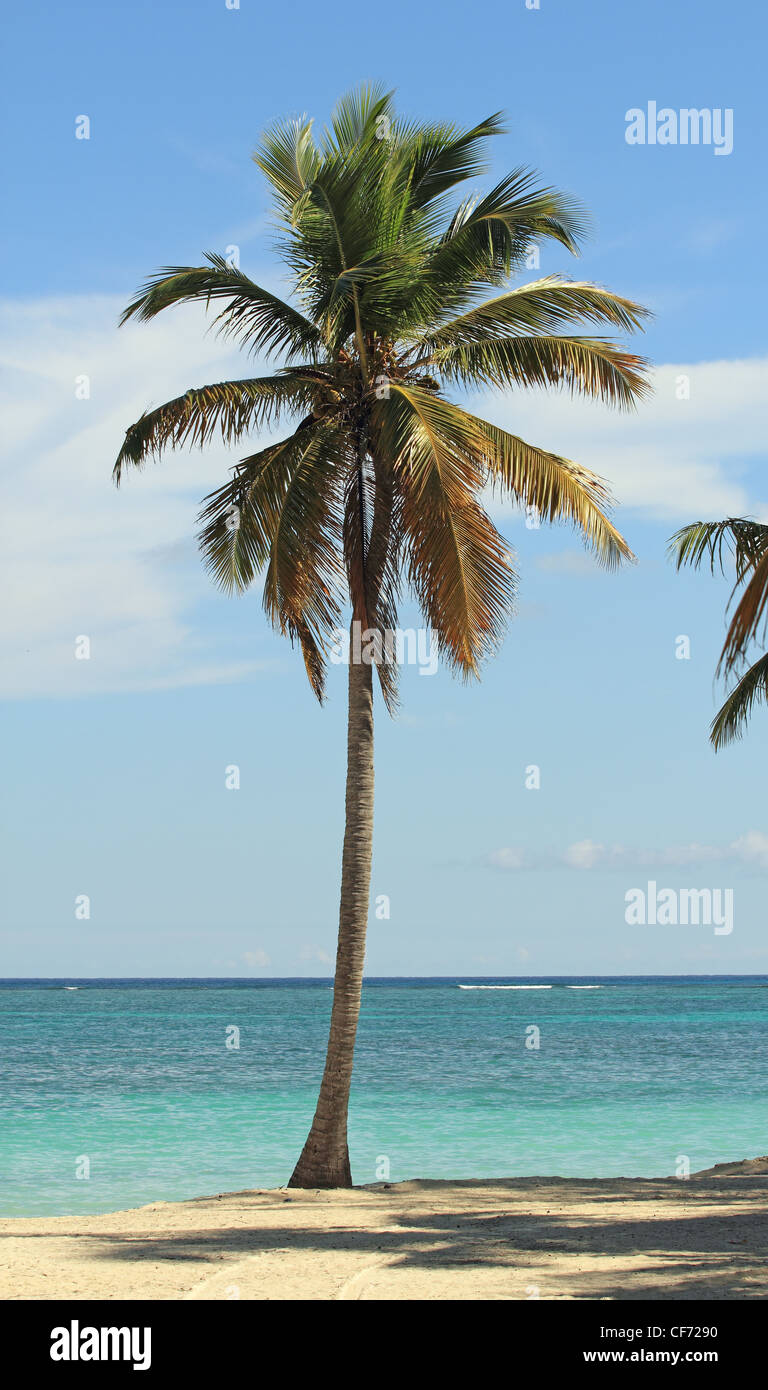 Tropical Palm tree Foto Stock