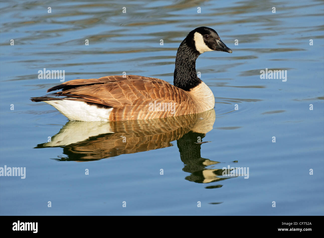 Canada goose (Branta canadensis) nuotare in un laghetto con la riflessione Foto Stock