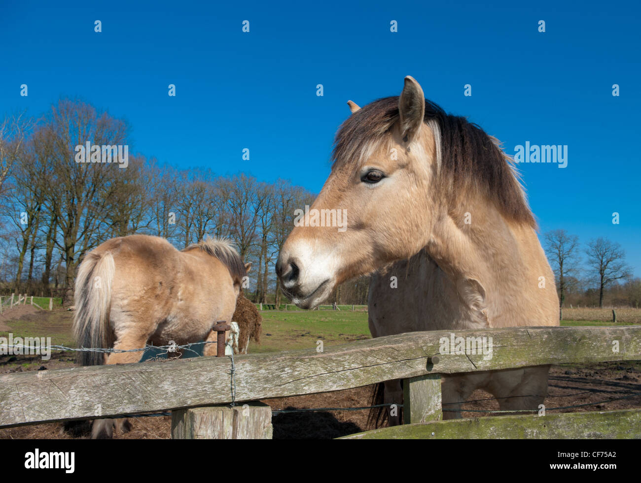 cavallo del fiordo Foto Stock