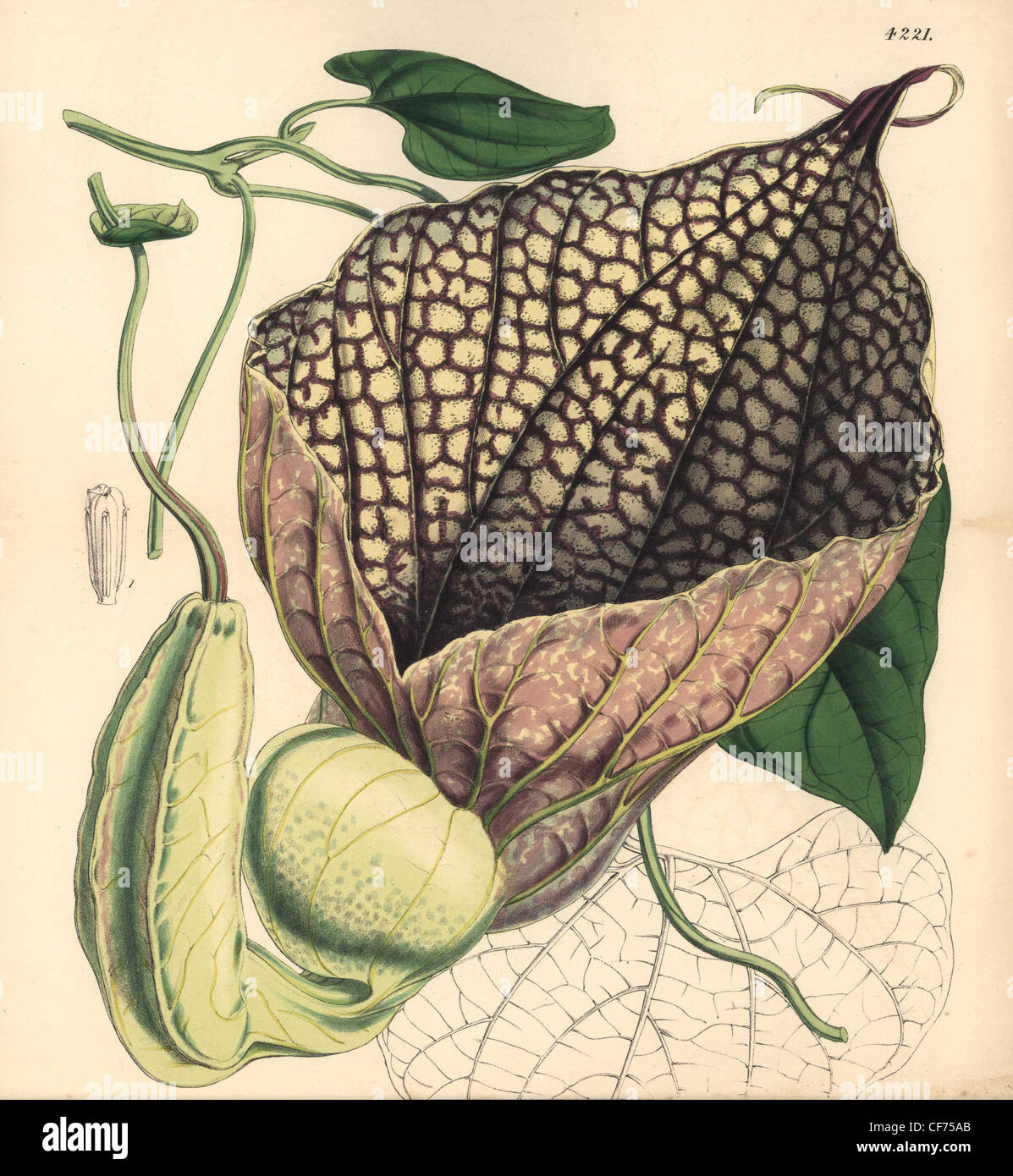 Gigantesca a fiore, birthwort Aristolochia gigantea. Foto Stock