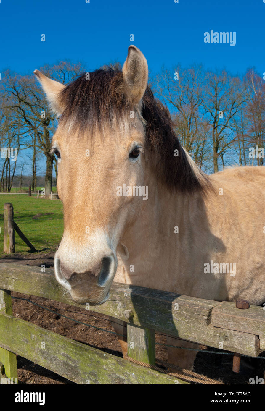 cavallo del fiordo Foto Stock