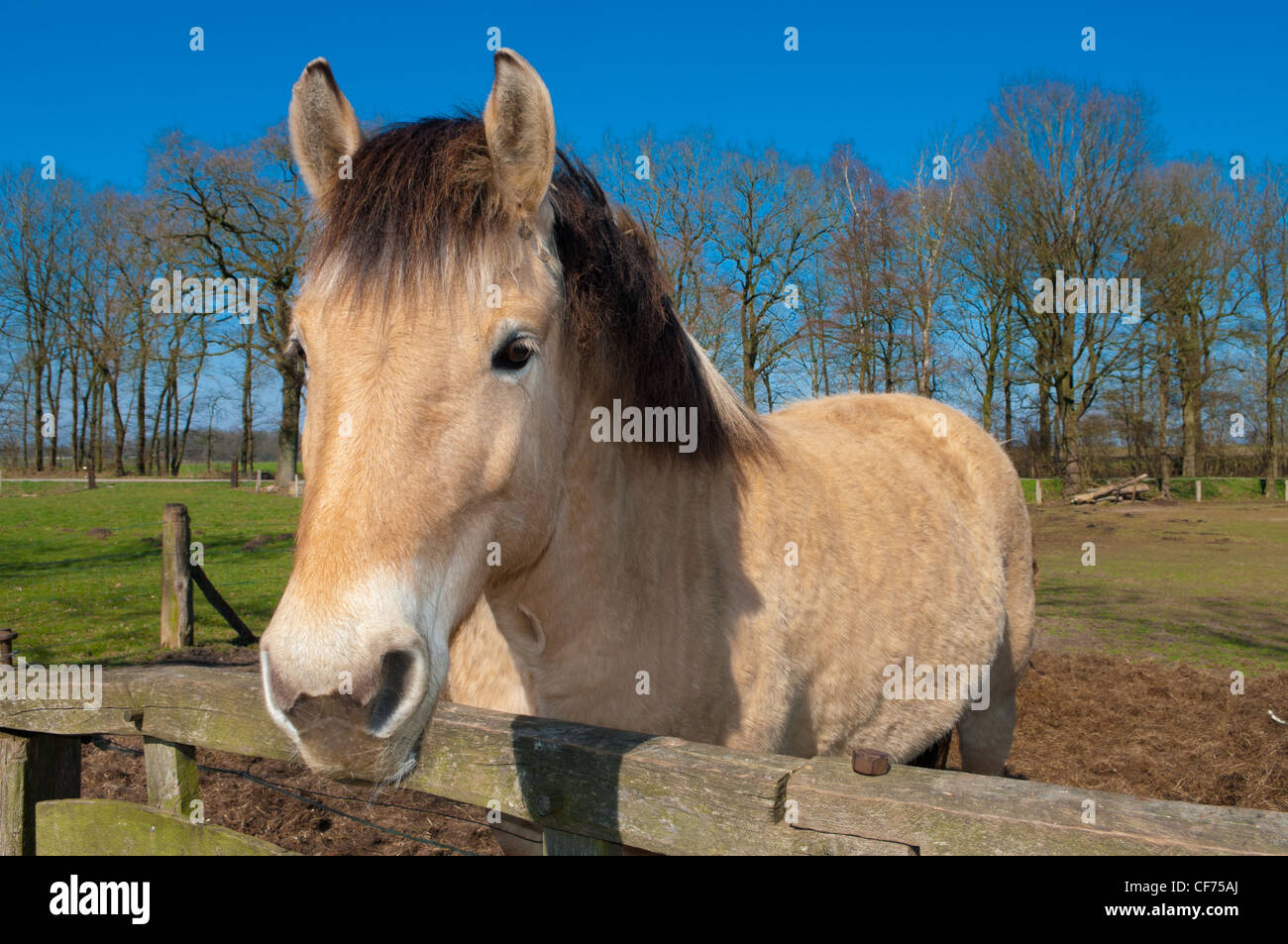 cavallo del fiordo Foto Stock