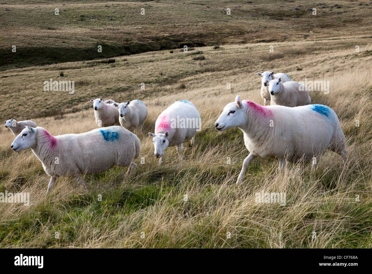 Il Gallese le pecore di montagna su mori, le montagne nere, Wales, Regno Unito Foto Stock